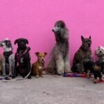 Top 20 Most Popular Dog Breeds A Comprehensive Overview