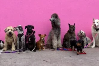 Top 20 Most Popular Dog Breeds A Comprehensive Overview