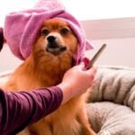dog grooming