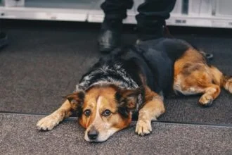 dog with anxiety