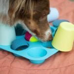 Interactive Dog Games for Fun, Stimulation and Entertainment