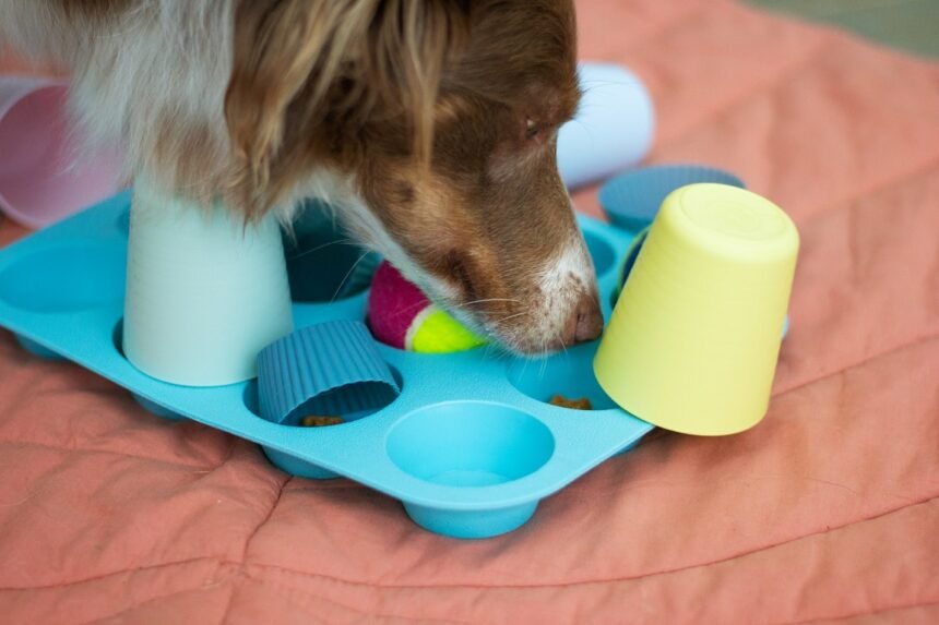 Interactive Dog Games for Fun, Stimulation and Entertainment