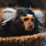 pet monkey