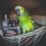 right small bird pet