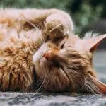 why is my cat sneezing so much