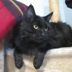 Black Maine Coon Cat
