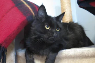 Black Maine Coon Cat