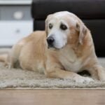 Caring for Senior Dogs