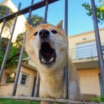 Dealing with Dog Barking Problems