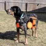 Essential Hiking Gear for Your Pet