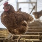 Golden Comet Chicken