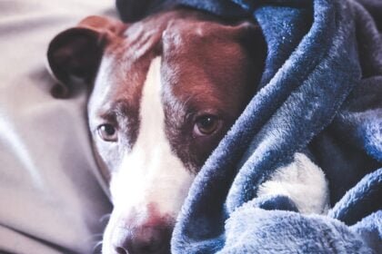 Helping Your Dog Overcome Fear and Phobias