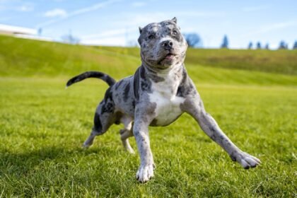 Merle Pitbull