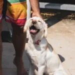 Pet Summer Safety