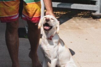 Pet Summer Safety