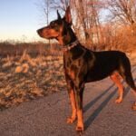 Pet Weight Management Tips for a Healthy Lifestyle