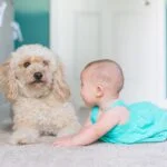 Preparing Your Dog for a New Baby