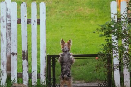 Safe Outdoor Space for Your Dog Tips for a Dog-Friendly Yard