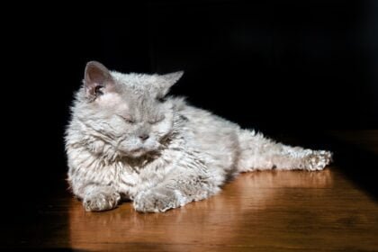 Selkirk Rex Cat Breed Curly Hair Cat with Unique Look