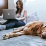 The Benefits of Pet Insurance