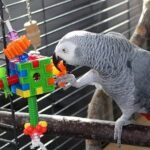 The Best Toys for Pet Birds From Parakeets to Parrots