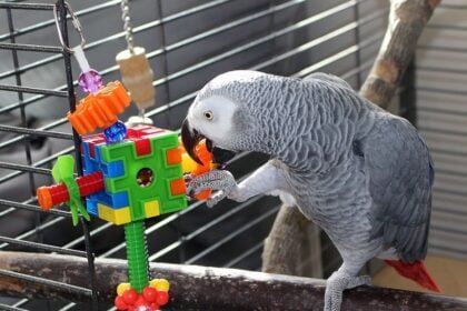 The Best Toys for Pet Birds From Parakeets to Parrots
