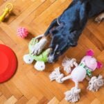 Top 10 Squeaky Toys Your Dog Will Love
