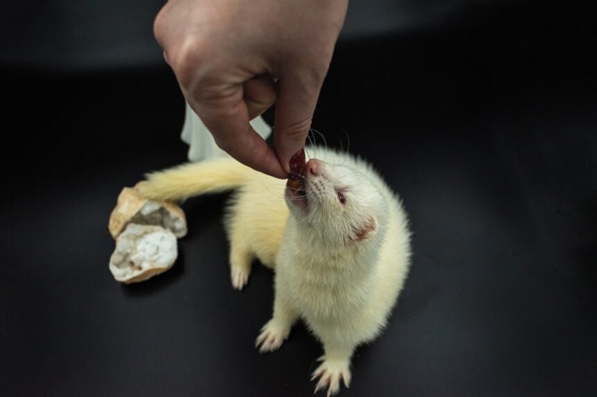 White Ferret Easy Pet Care Advice for New Owners