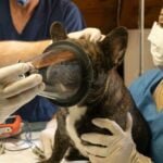 Why Pet Microchipping is a Must An In-Depth Overview