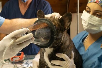 Why Pet Microchipping is a Must An In-Depth Overview