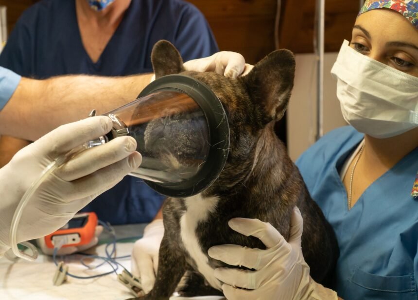 Why Pet Microchipping is a Must An In-Depth Overview