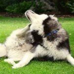 10 Remedies For Dog Skin Problems Simple and Effective