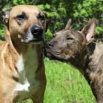 7 days of adopting a rescue dog