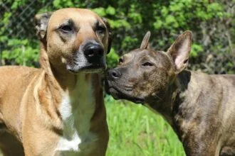 7 days of adopting a rescue dog