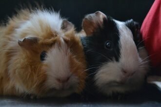 Abyssinian guinea pigs