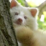 Albino Raccoon