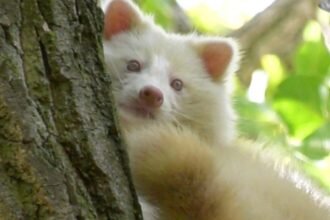 Albino Raccoon