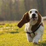 Basset Hound