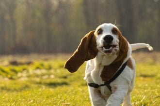 Basset Hound
