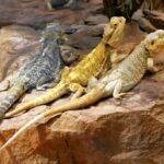 Bearded Dragon Morphs