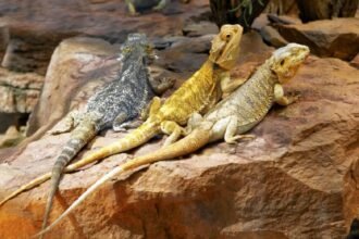 Bearded Dragon Morphs