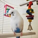 Best Bird Toys