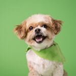 Best Chew Toys for Teething Puppies