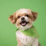 Best Chew Toys for Teething Puppies