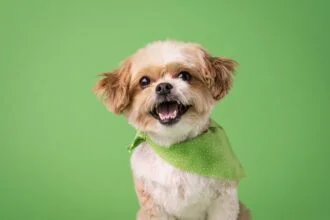 Best Chew Toys for Teething Puppies