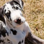 Corgi Great Dane mix