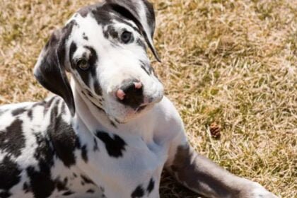 Corgi Great Dane mix