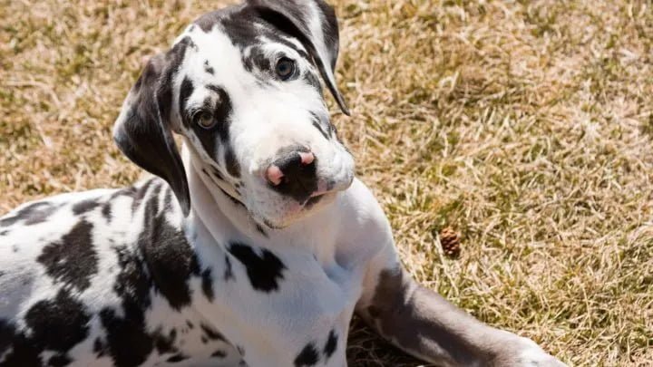 Corgi Great Dane mix