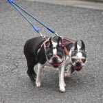 Dog Pulling on Leash