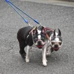 Dog Pulling on Leash
